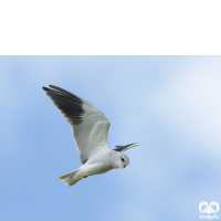 گونه کورکور بال سیاه Black-winged Kite